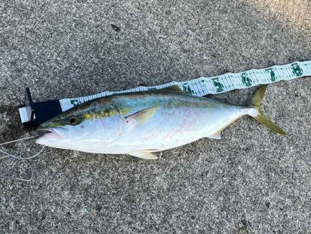 ビッグバッカーHWさえ投げてれば青物釣れる！