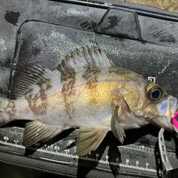 姫路でメバリング調査！渋いなりにワームの特定カラーで激反応！