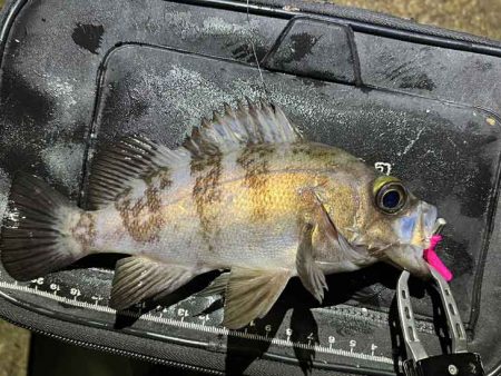 姫路でメバリング調査！渋いなりにワームの特定カラーで激反応！