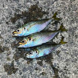 アジン入れ食い！からの沈黙！！