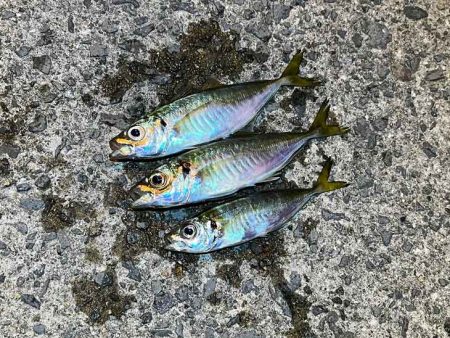 アジン入れ食い！からの沈黙！！