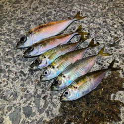 回遊待ちとレンジ合わせで激ムズアジング！イージーシェイカーは激熱！