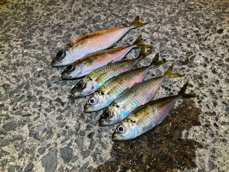 回遊待ちとレンジ合わせで激ムズアジング！イージーシェイカーは激熱！