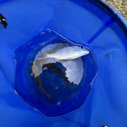 カレイはどこ、サビキしか勝たん