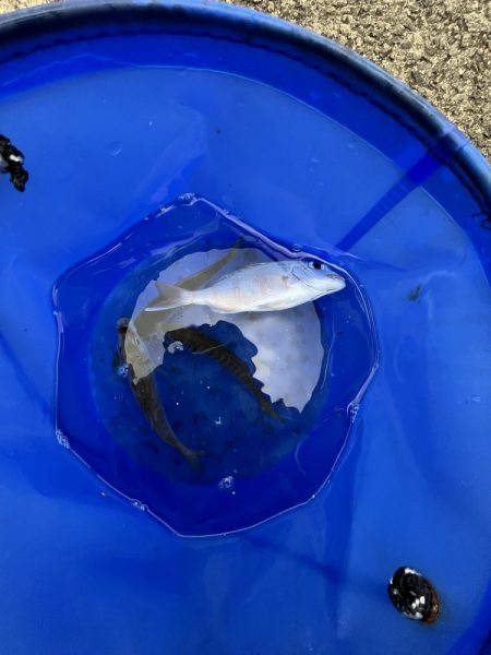 カレイはどこ、サビキしか勝たん