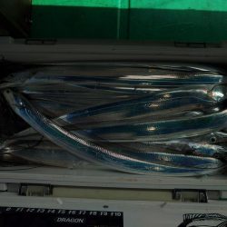 泉州丸　釣果
