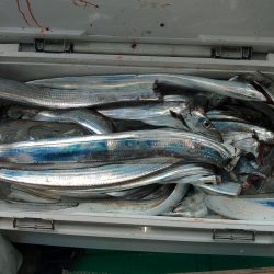 泉州丸　釣果