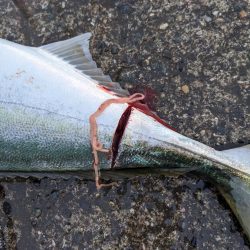 強風飲ませ釣り（ニョキニョキ）