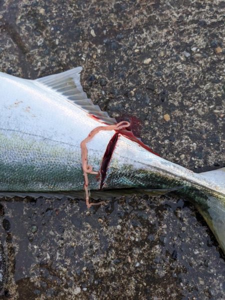 強風飲ませ釣り（ニョキニョキ）