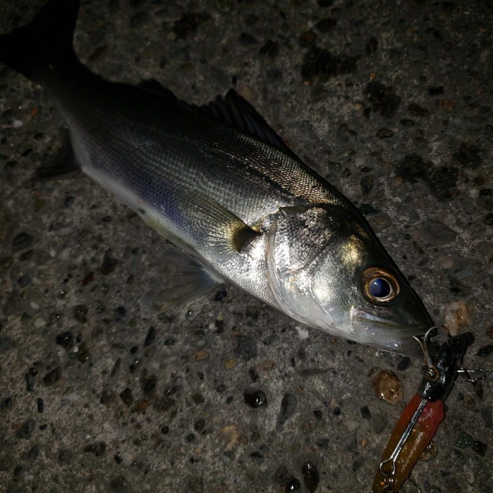 シーバス爆釣！