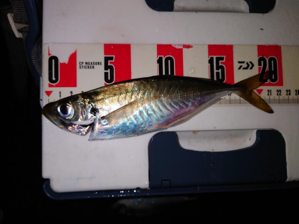 ポンポンパンパン