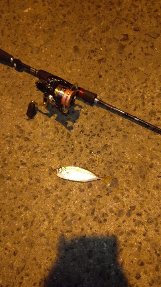 南港大橋でアジング