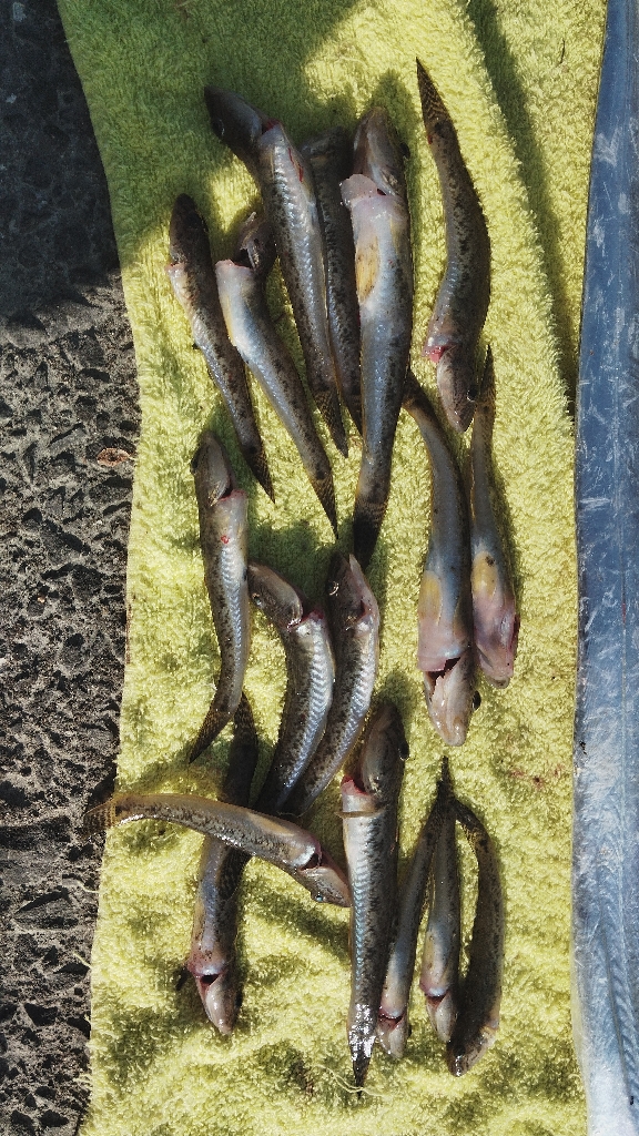 タチウオ以外も狙ってこ