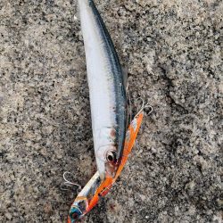 寒ブリ狙いがマイワシ狙い!?