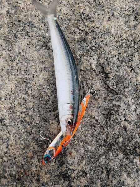 寒ブリ狙いがマイワシ狙い!?