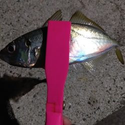 アジング~シーバス