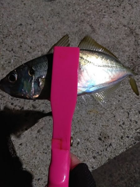 アジング~シーバス