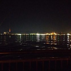 寒い、渋い夜釣り