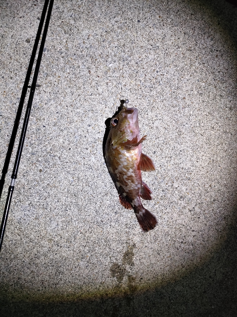 寒すぎるがまだアジはいる