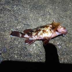 エビ撒き、夜釣り
