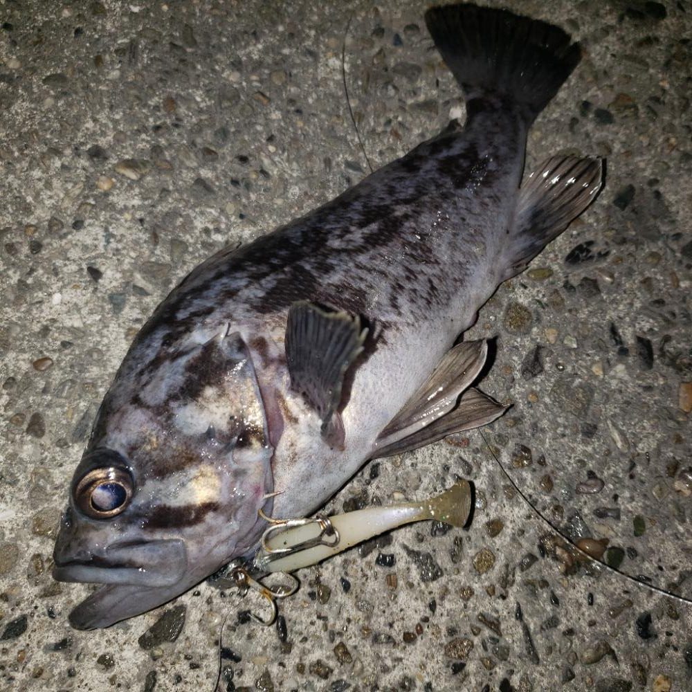 大晦日シーバス！