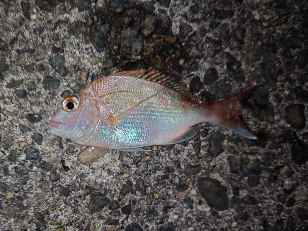 多分…今年最後のカゴ釣り