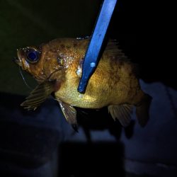 陸っぱり釣行記