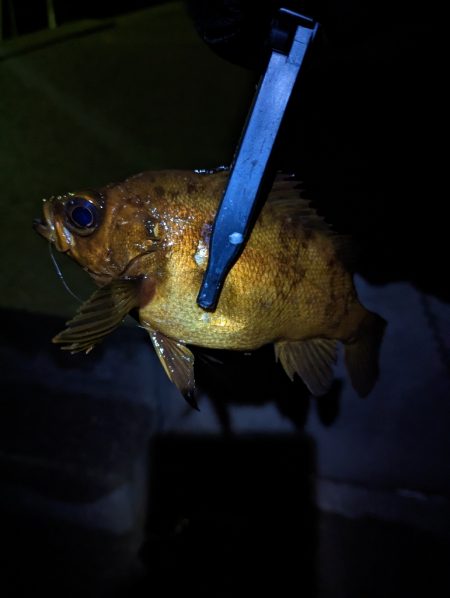 陸っぱり釣行記