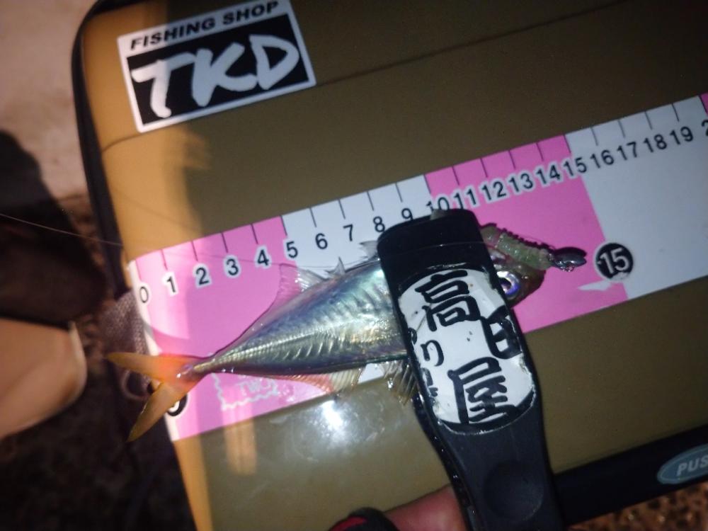 近場で豆アジング