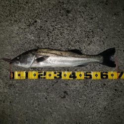 リベンジ朝練釣行！