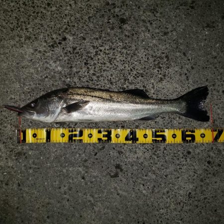 リベンジ朝練釣行！