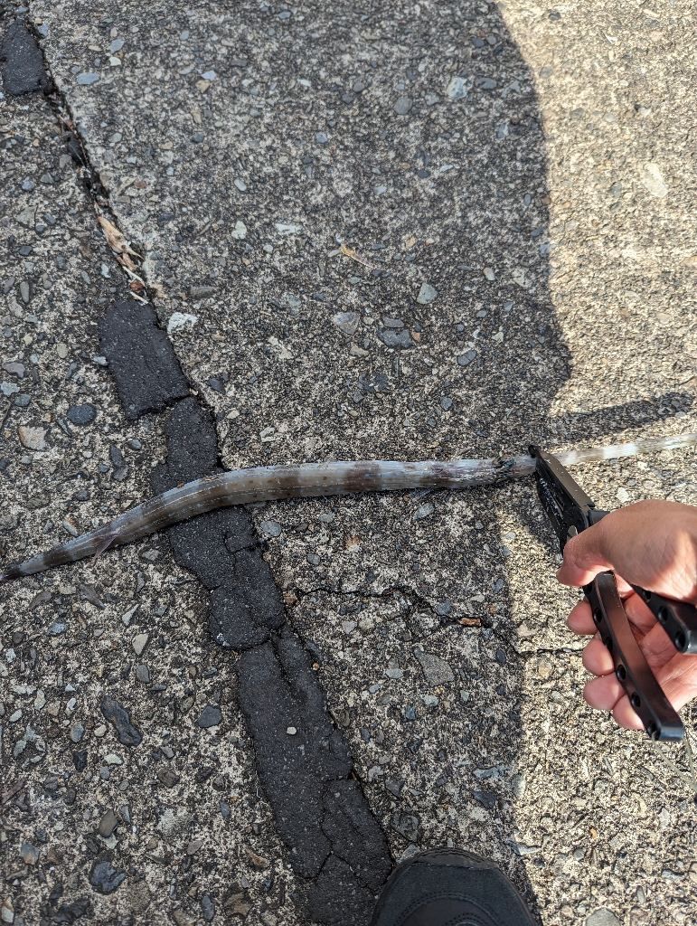 陸っぱり釣行記