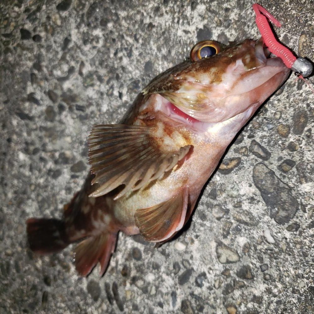 とにかく魚を釣ろう！