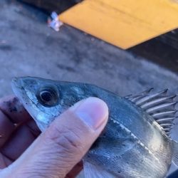 シーバス釣り