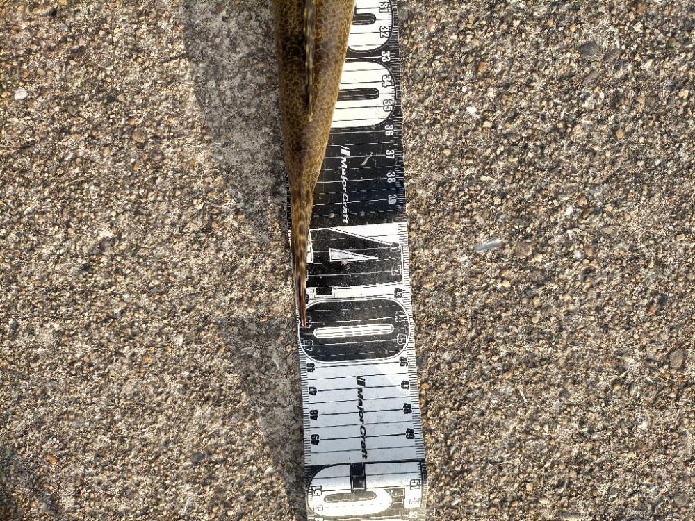 年内最後はマゴチ!!