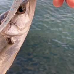 シーバス釣り