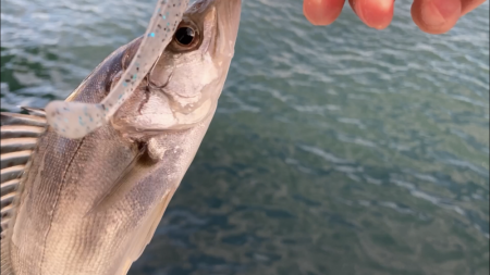 シーバス釣り