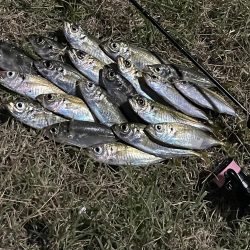 ジグ単deアジング♪爆風後終盤の逆襲！