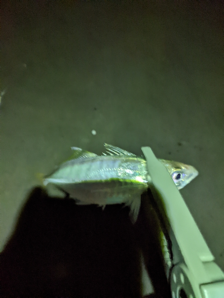 逃した魚はデカかった…