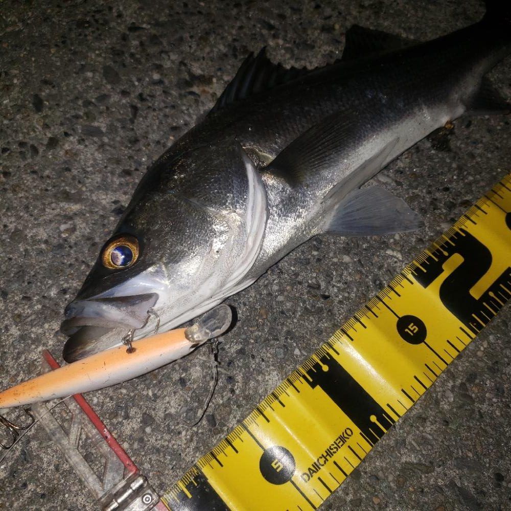 スズキさん、いますか？