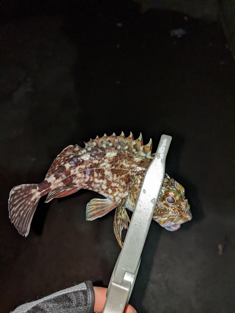 ヒイカとアジ狙い