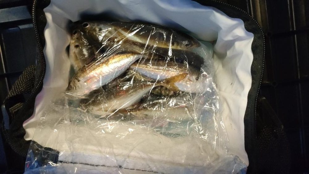 年末商戦の隙間アジング