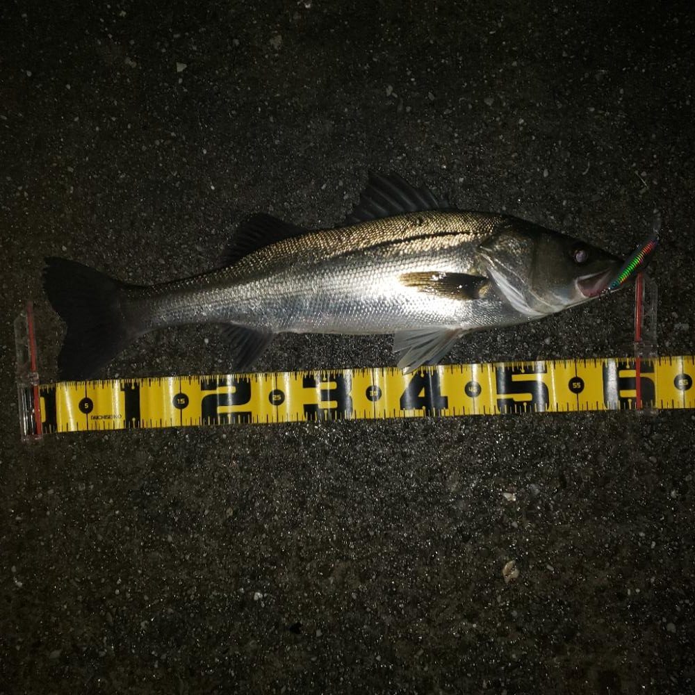 寒いねスズキさん