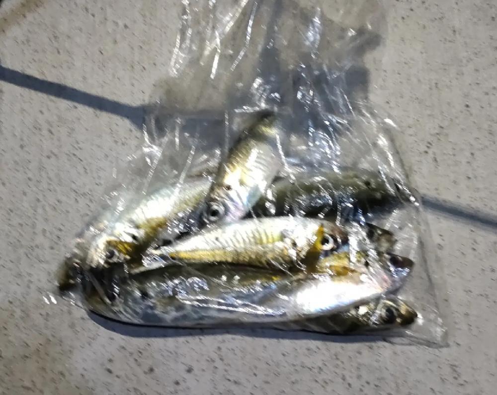 家近のアジも少しづつサイズアップ