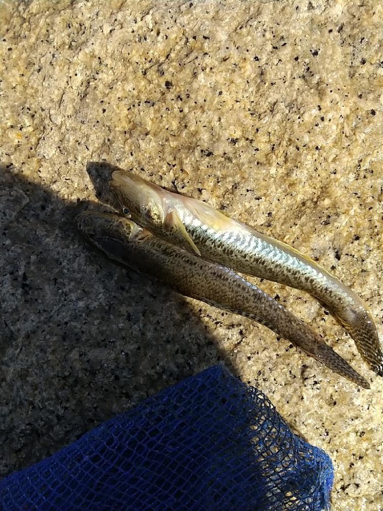 淀川ハゼ～21.8cm、僅かに更新…