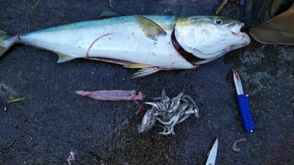 ルアーマンはそろそろ釣り納めですが