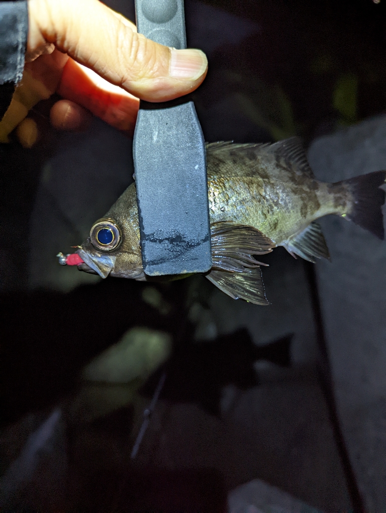 陸っぱり釣行記