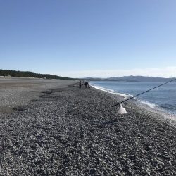 ソウダガツオ好調