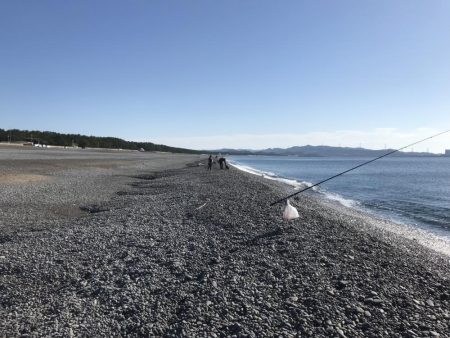 ソウダガツオ好調