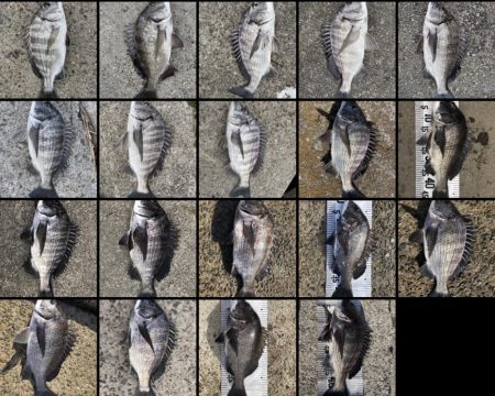 イチノ兄弟(兄)釣果!